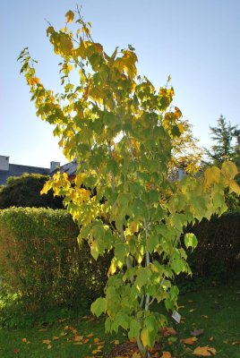 Acer pensylvanicum - javor pensylvánský - podzomní habitus